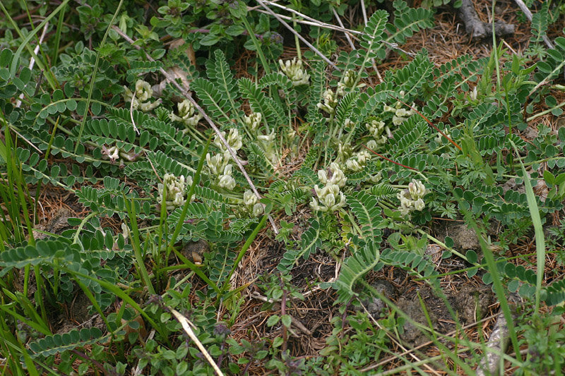 Astragalus depressus  / Astragalo depresso